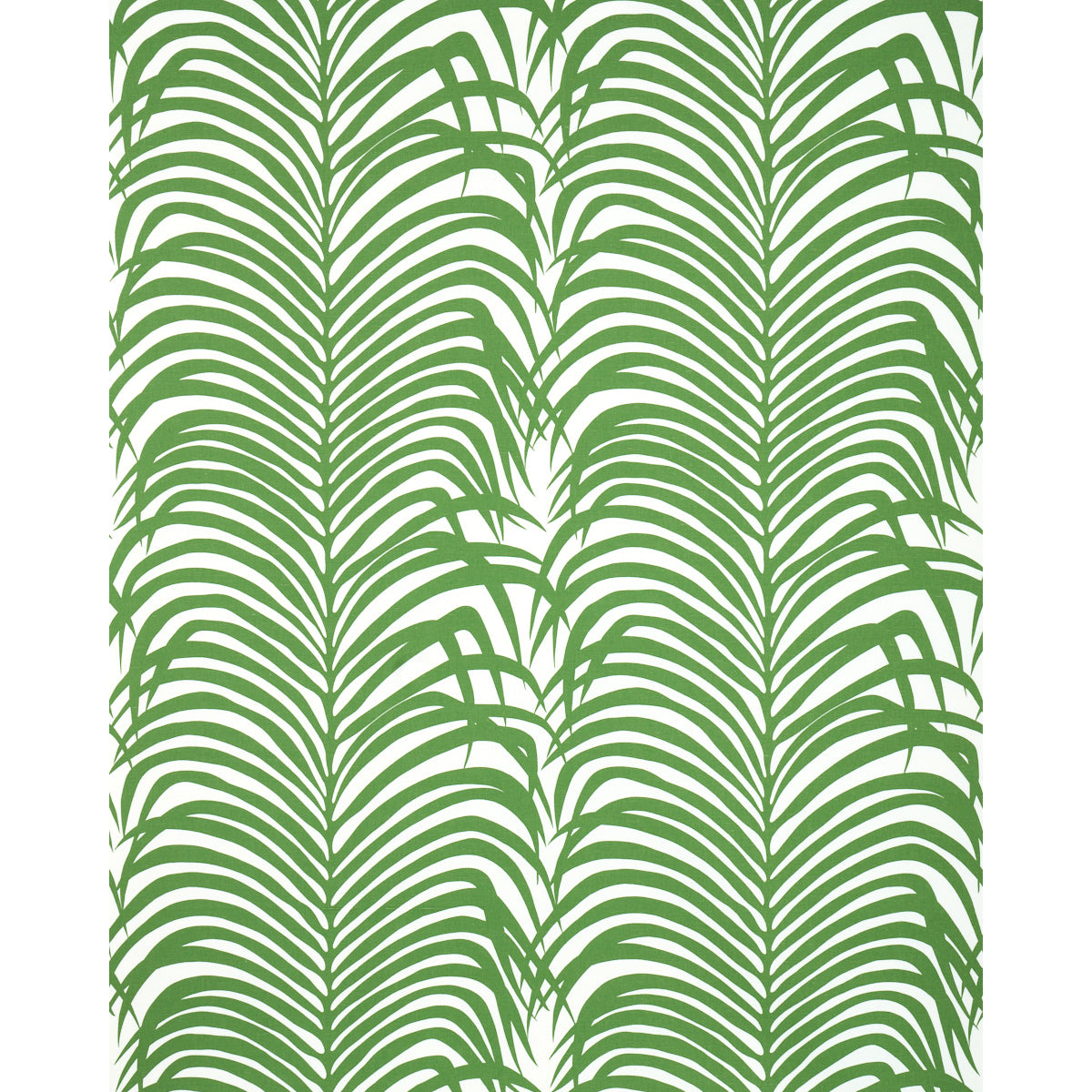 ZEBRA PALM | Jungle