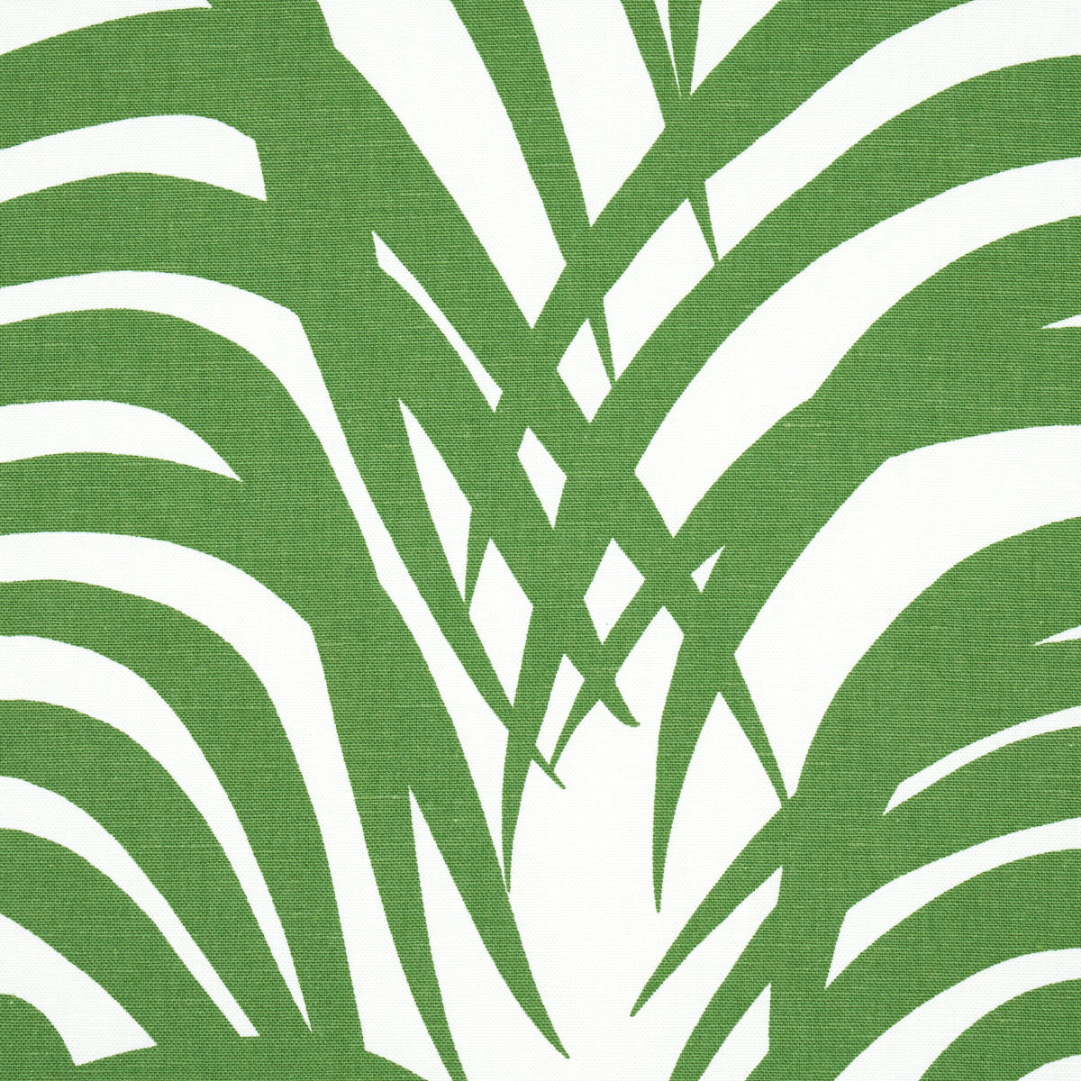 ZEBRA PALM | Jungle