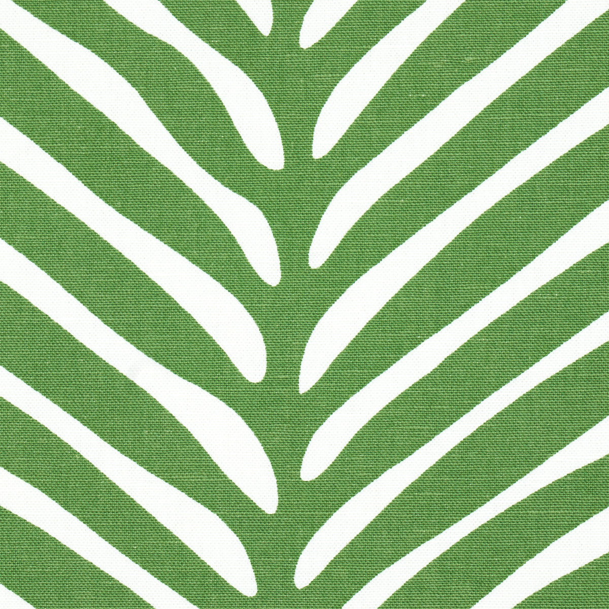 ZEBRA PALM | Jungle