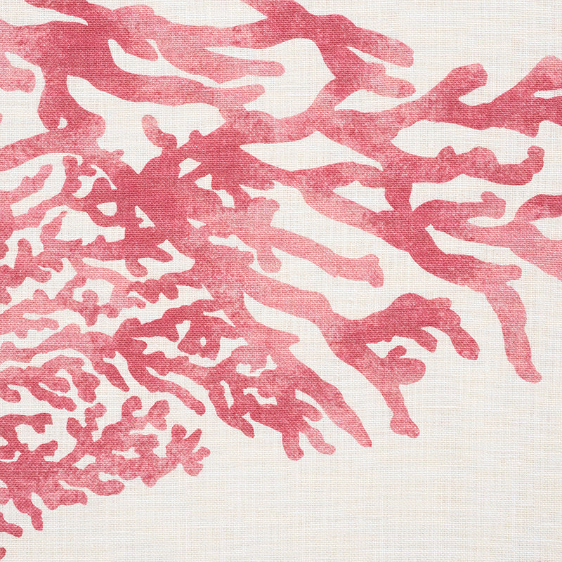 GREAT BARRIER REEF | Pink