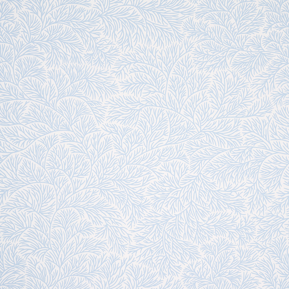 BOUGAINVILLEA | China Blue