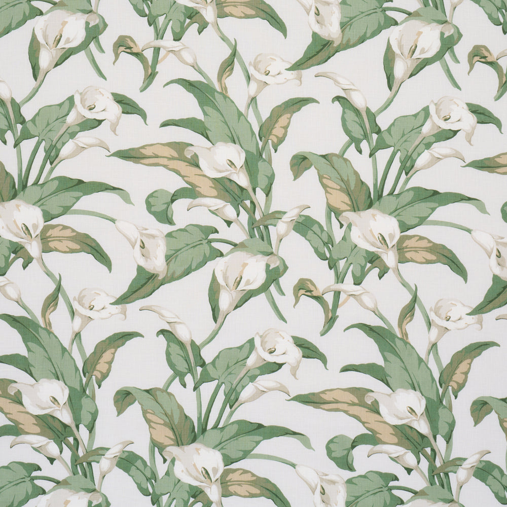 Arum Lilies | Ivory