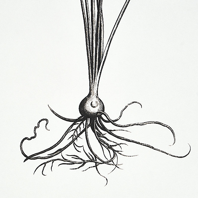 CABOT BOTANICAL LARGE | Ivory