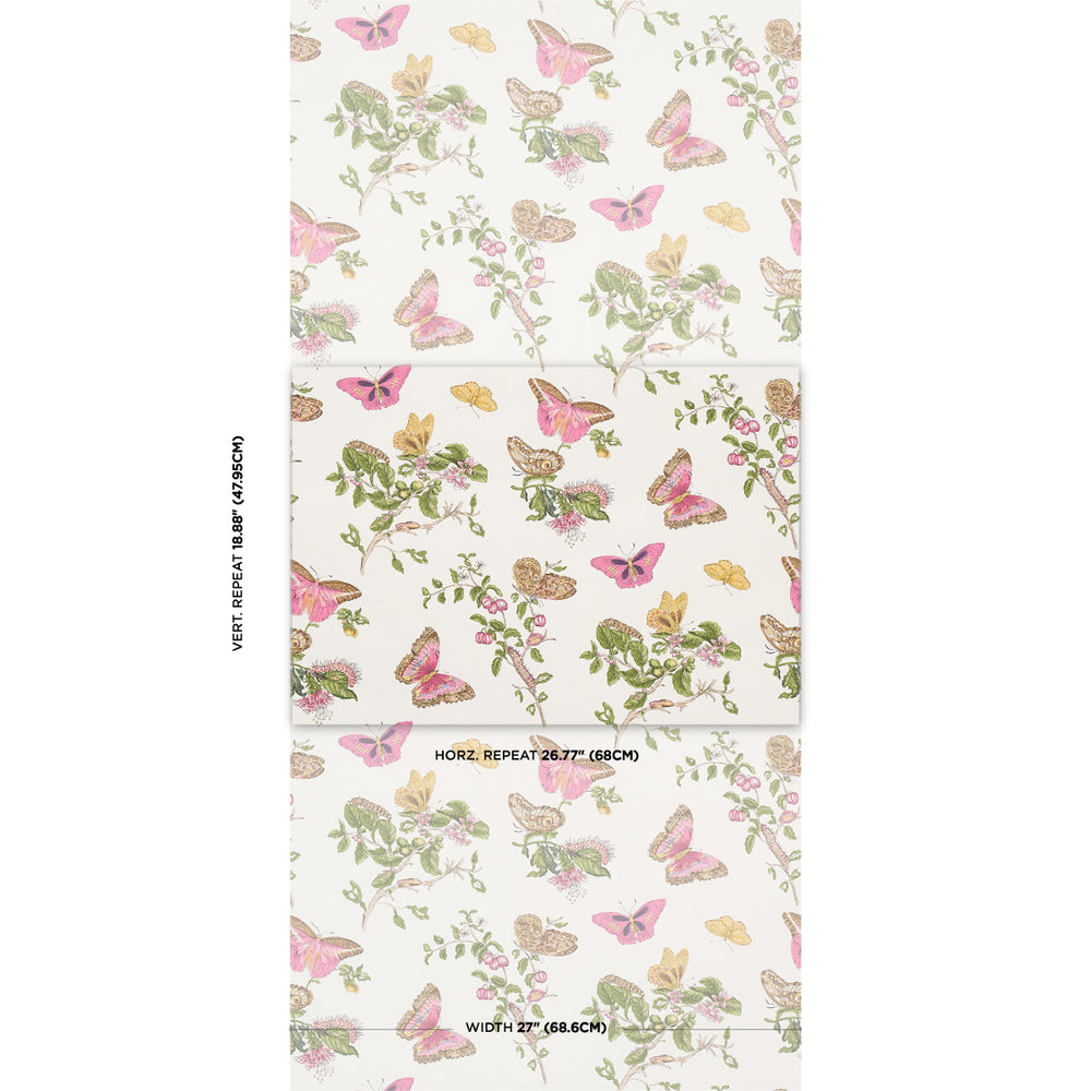 BAUDIN BUTTERFLY | Blush