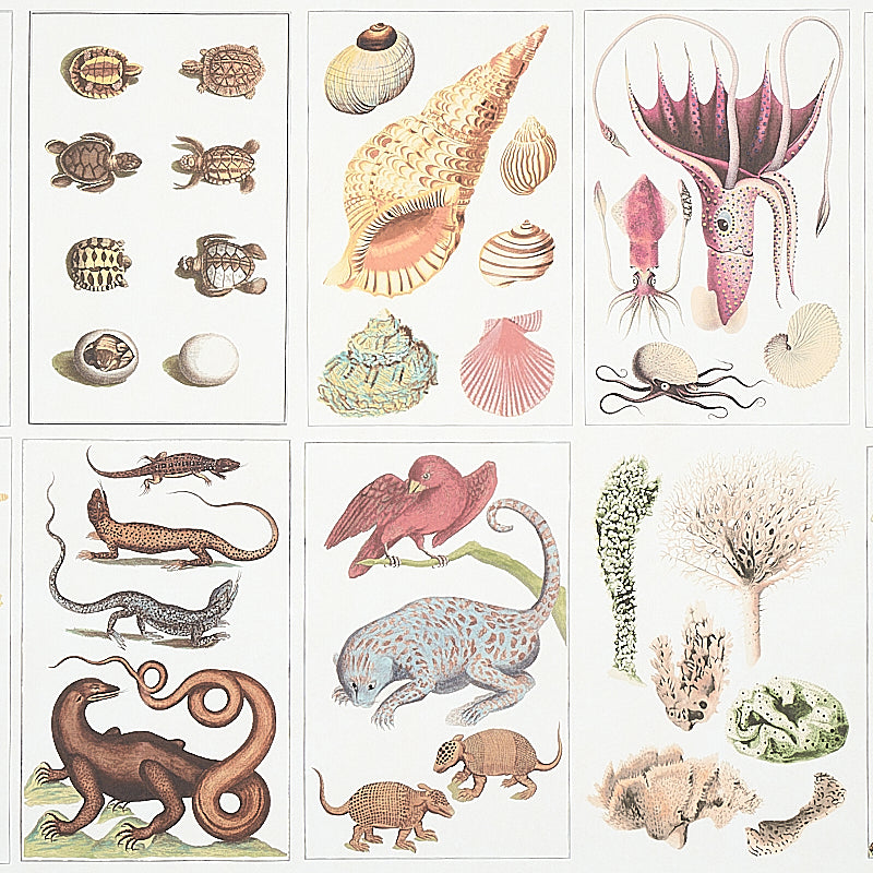 BAUHIN | Document Multi