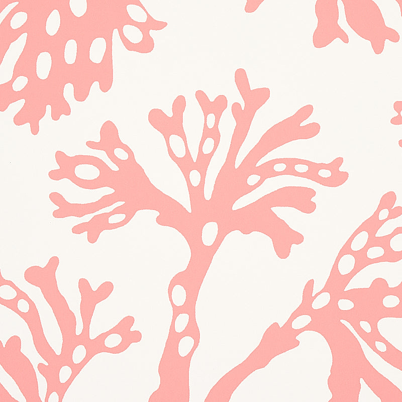 ANTHOZA | Coral