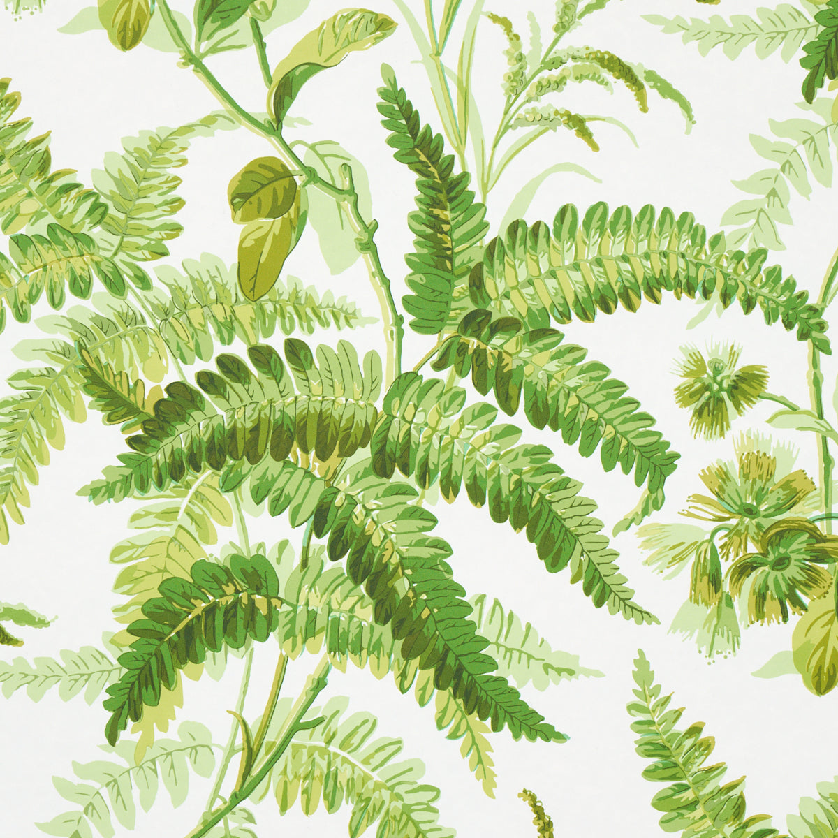 MYERS FERN | Tropical