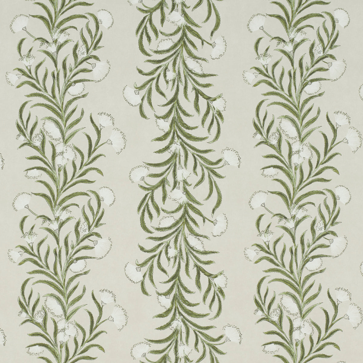 TASMANIAN MIMOSA | IVORY & GREEN