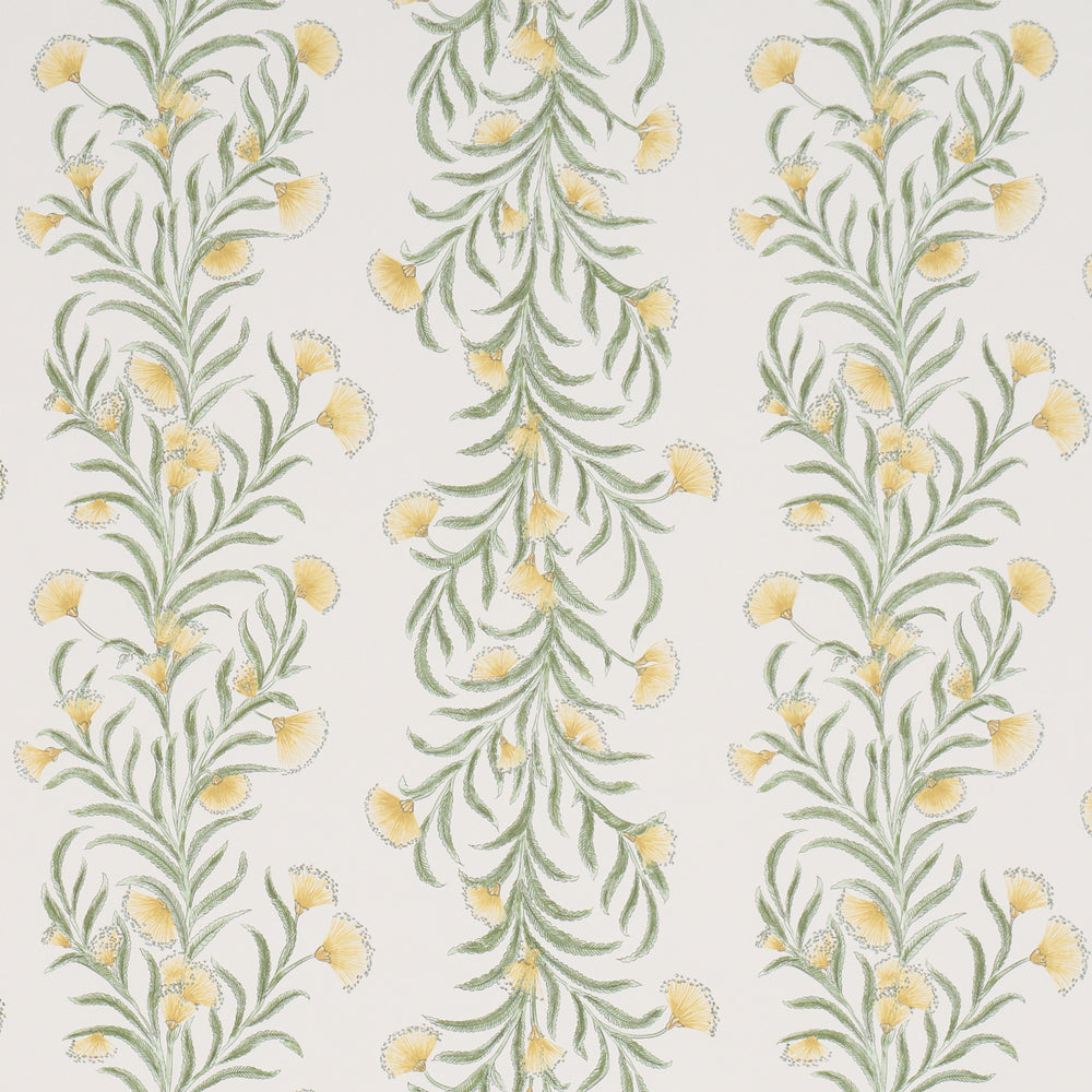 TASMANIAN MIMOSA | Marigold