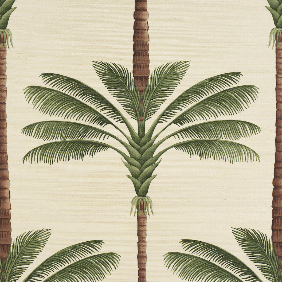 A PALM IS A PALM SISAL | DAYLIGHT EVERGREEN