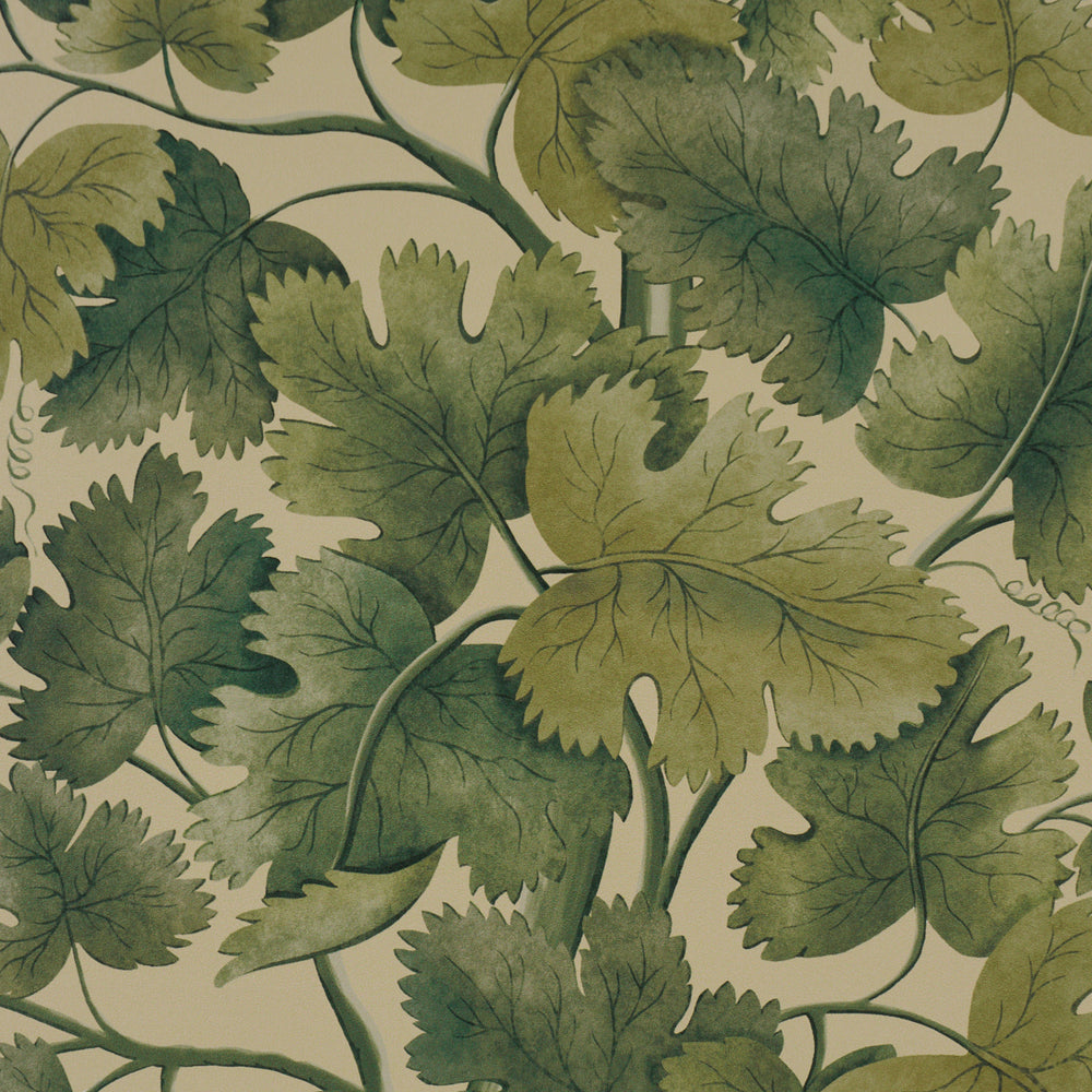 Edinburgh Vine | Forest