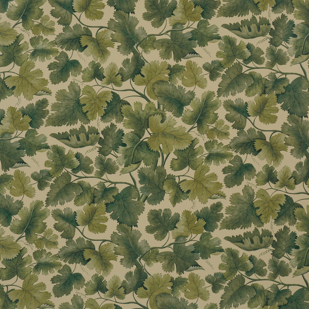 Edinburgh Vine | Forest