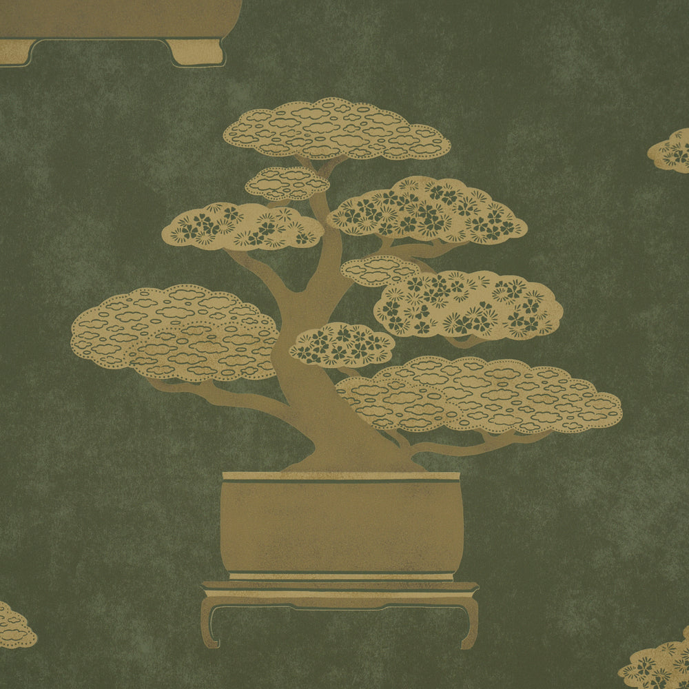 BONSAI TREE | Olive