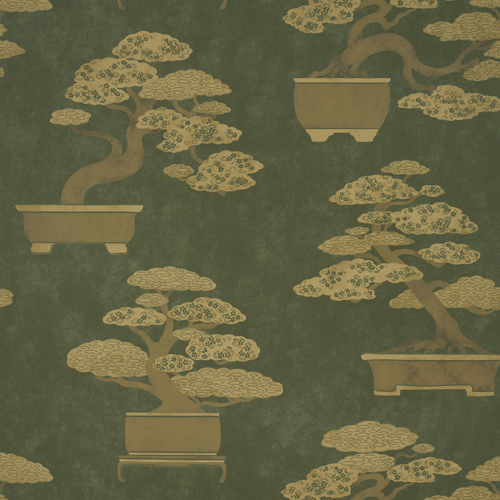 BONSAI TREE | Olive
