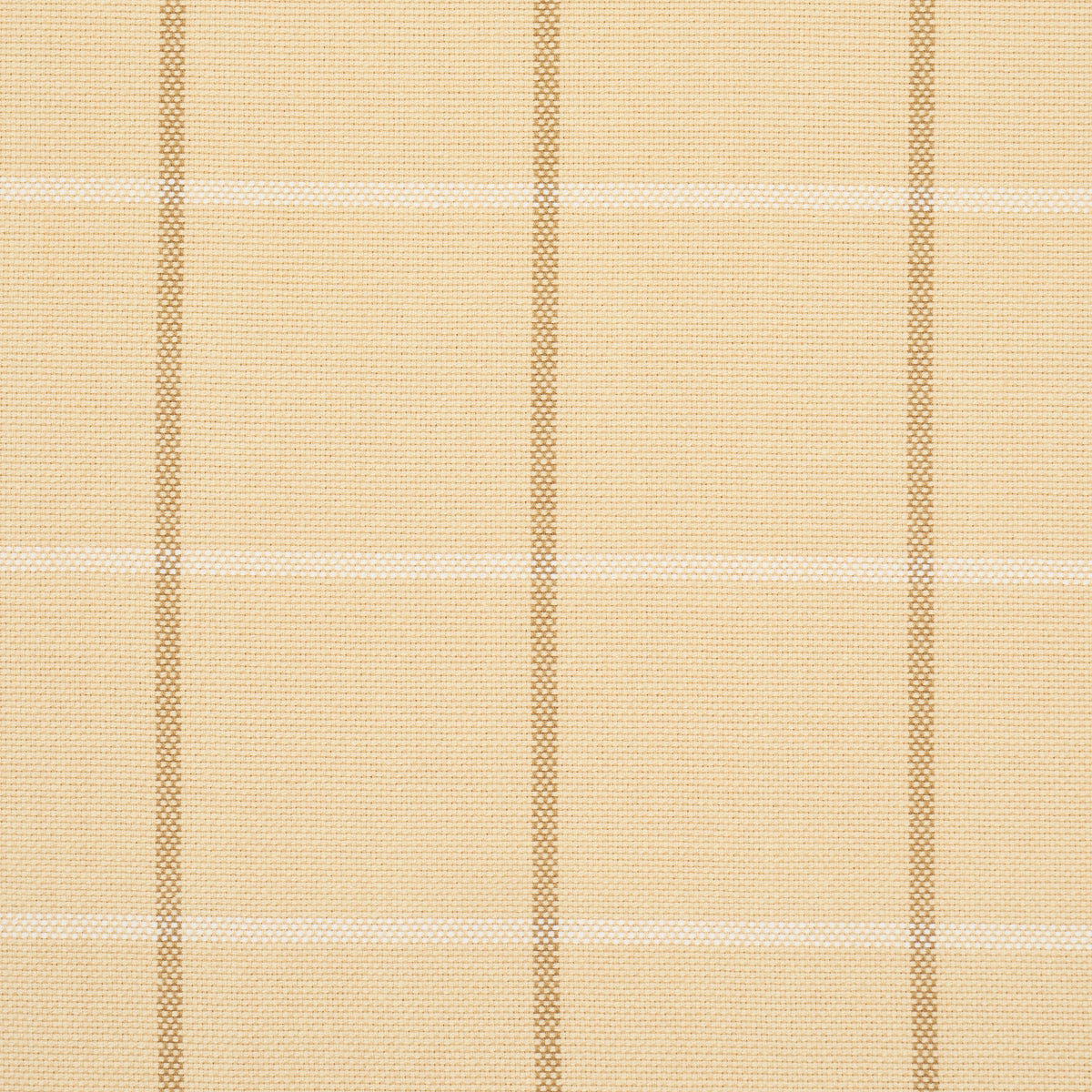 FRANNIE WINDOWPANE | Camel